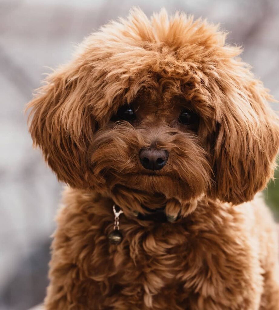 A brown, fluffy dog with curly fur and a collar looks toward the camera with a neutral expression.